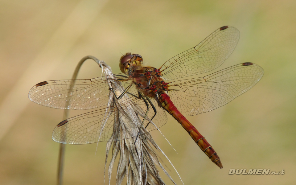 Moustached Darter (Male, Sympetrum vulgatum)